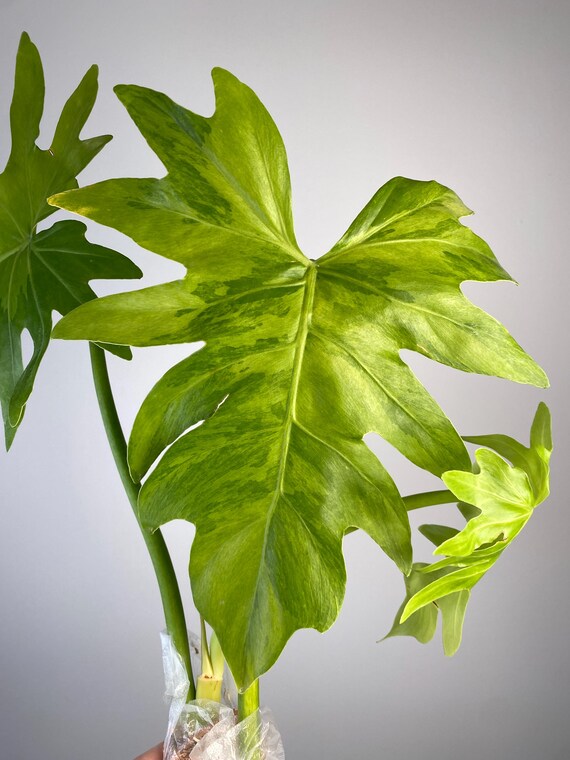 Philodendron radiatum variegated small TC plant *Preorder* (3527P:2) In Vitro
