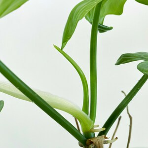 Philodendron bipennifolium Silver 3:M1 273 Rare Aroid Exact Plant image 4