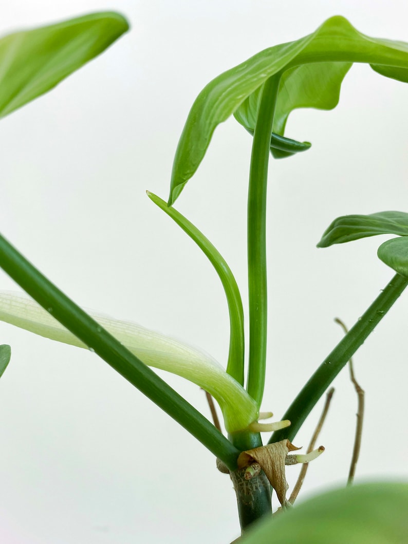 Philodendron bipennifolium Silver 3:M1 273 Rare Aroid Exact Plant image 4