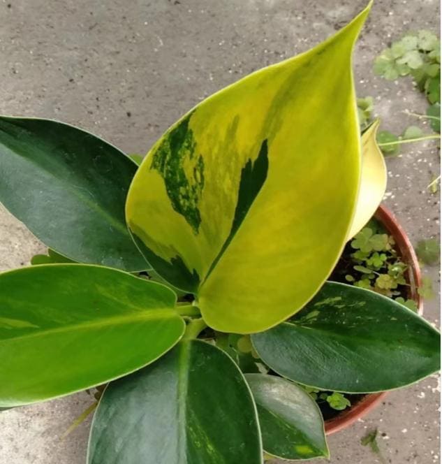 Philodendron "little Apple" Variegated TC Plantlet Grower's Choice *in  Stock* - Etsy