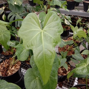 Anthurium Macrolobium - Etsy