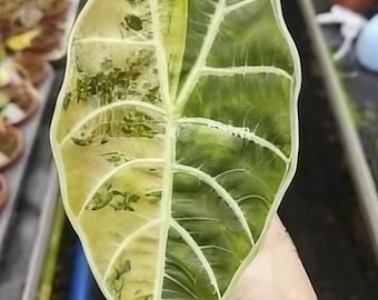 Alocasia Watsoniana Variegated TC Plantlet Grower's Choice *in Stock* - Etsy