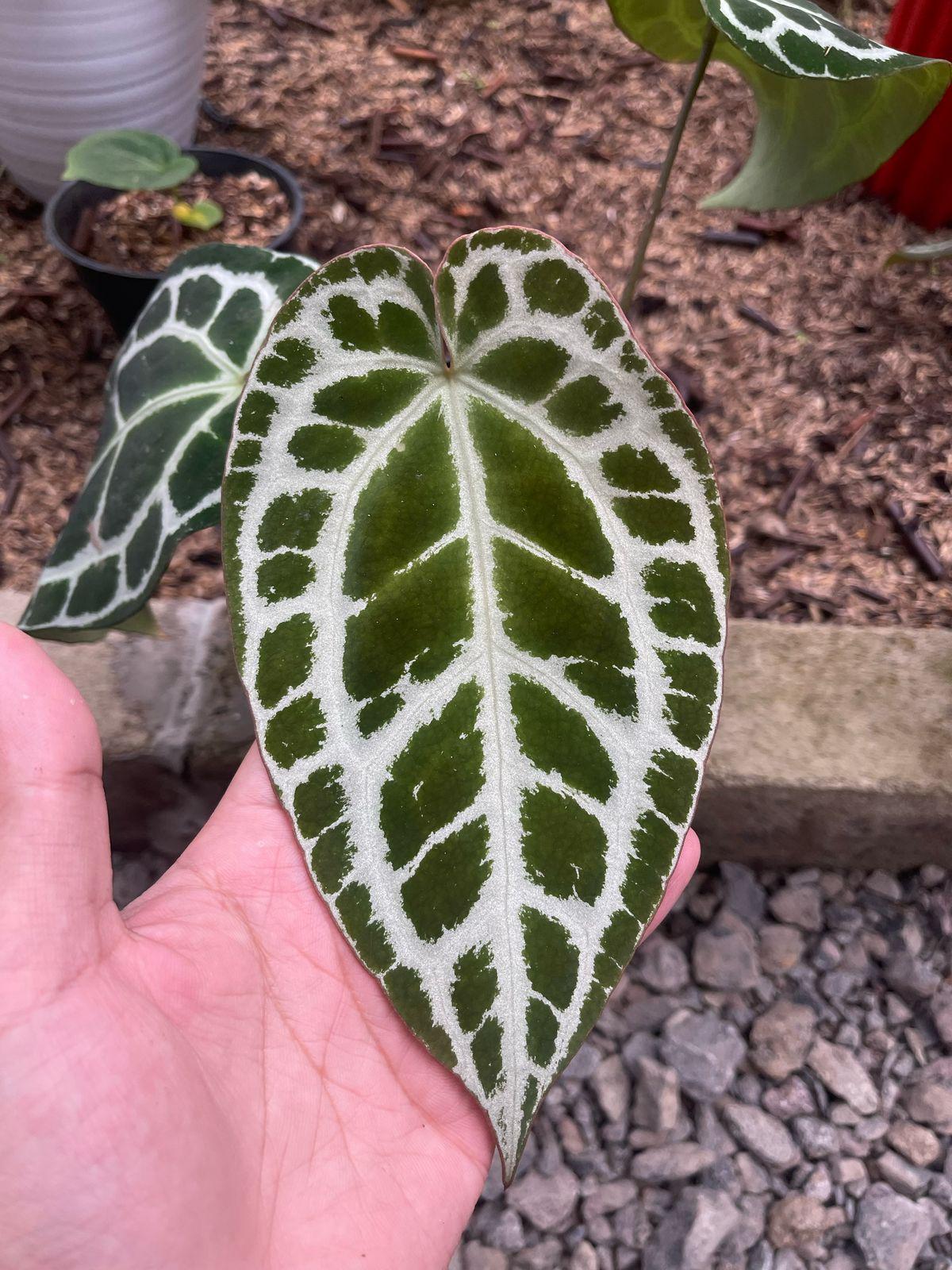 A*P様 Anthurium crystallinum✖️silver tige Anthurium (SKG Silver X Red Crystallinum) X Anthurium