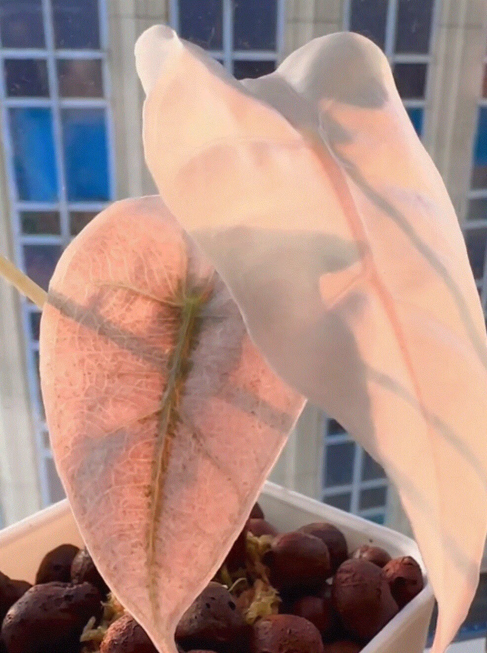 Alocasia Serendipity Pink Variegated - Etsy