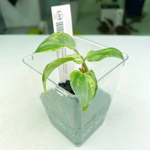Philodendron gloriosum Variegated / mutation 3:L64 1295 Rare Aroid Exact Plant image 1