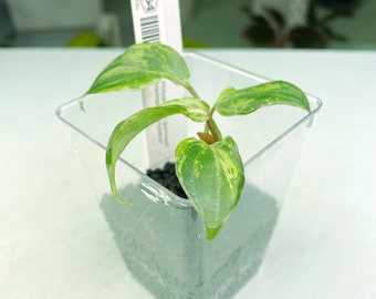 Philodendron gloriosum Variegated / mutation (3:L64) [1295] | Rare Aroid | Exact Plant