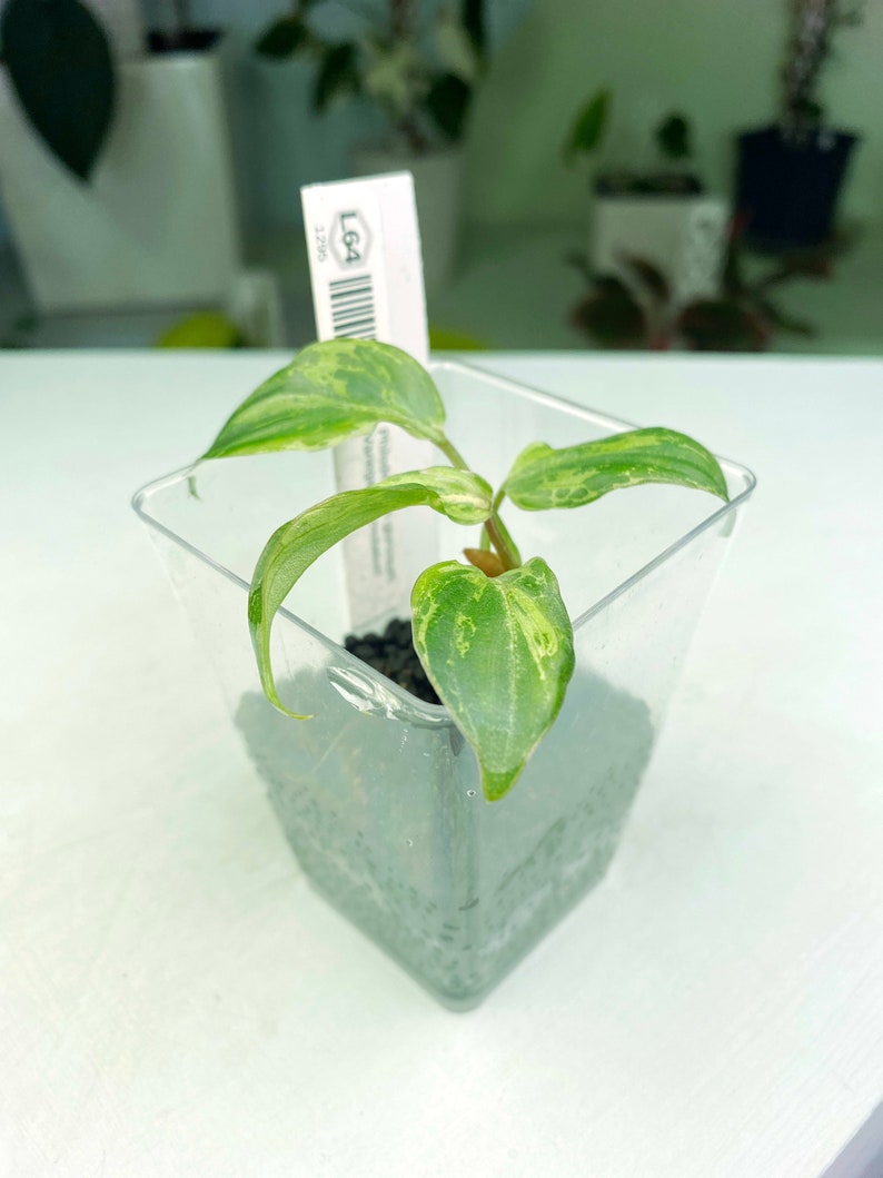 Philodendron gloriosum Variegated / mutation 3:L64 1295 Rare Aroid Exact Plant image 1