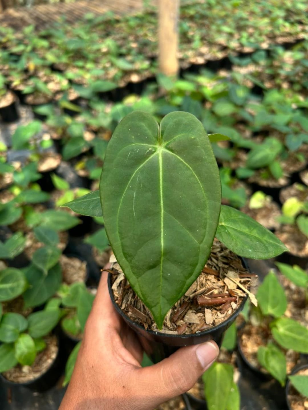 Anthurium Anthurium