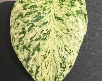 25A Monstera mutation tricolor / モンステラ・ミューテーション
