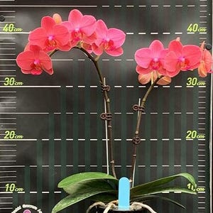 Phalaenopsis Charming Ruby 2.5" *Preorder*