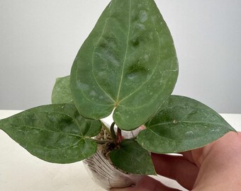 Anthurium luxurians x forgetii "Dark Form" Grower's Choice *In Stock*