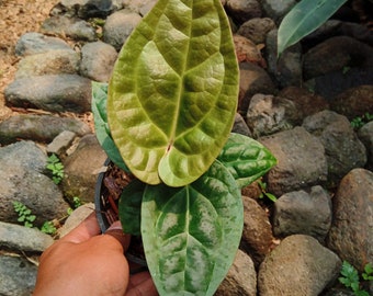 Anthurium "Ace of Spades" × luxurians *Preorder* (5736P:3) | US-Based Seller | Rare Aroid