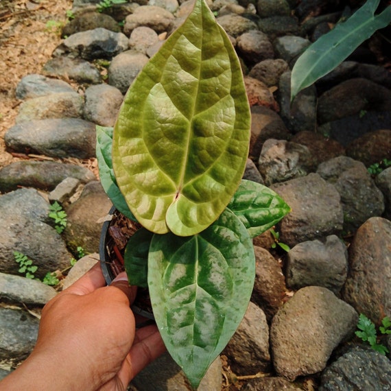 Anthurium 