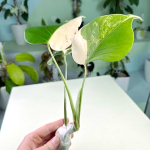 Monstera deliciosa Albo Holland variegated cutting 3:H2 1476 Rare Aroid Exact Plant image 4