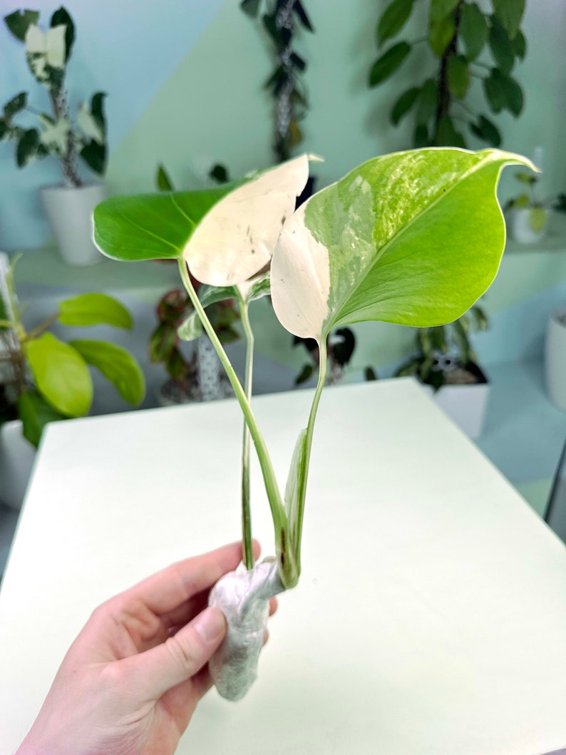 Monstera deliciosa Albo Holland variegated cutting 3:H2 1476 Rare Aroid Exact Plant image 4