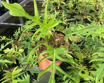 Philodendron Florida Beauty X Tortum Variegated Rooted Node