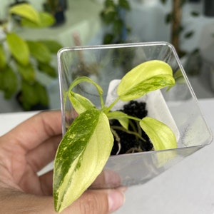 Plántula TC abigarrada de Philodendron radiatum *Preordenar*