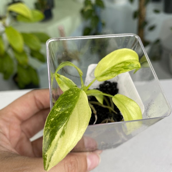 Philodendron radiatum variegated TC Plantlet *Preorder* (3527P:2) | US-Based Seller | Rare Aroid