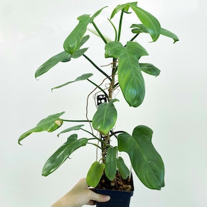 Philodendron bipennifolium Silver 3:M1 273 Rare Aroid Exact Plant image 1