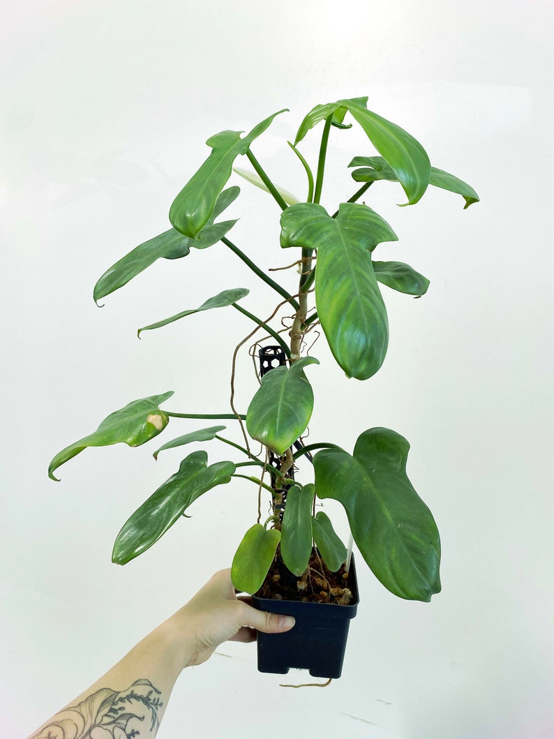 Philodendron bipennifolium Silver 3:M1 273 Rare Aroid Exact Plant image 1