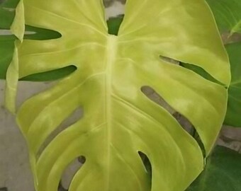 T*h様 モンステラ レモンライム Full Variegation lsw00 T*h様