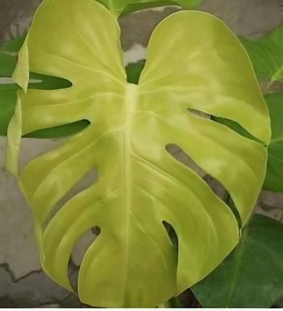 モンステラ レモンライムFull Variegation lsw098 モンステラ レモンライムFull Variegation lsw098 モンステラ レモン