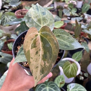 Anthurium Dark Phoenix - Etsy