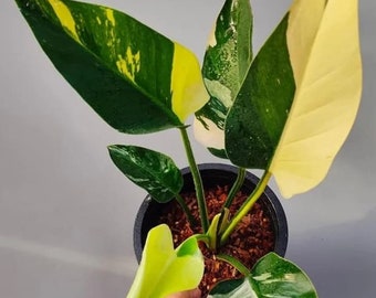 Philodendron "Green Congo" variegated TC Plantlet (Not marble) *Preorder* (3507P:2) | US-Based Seller | Rare Aroid