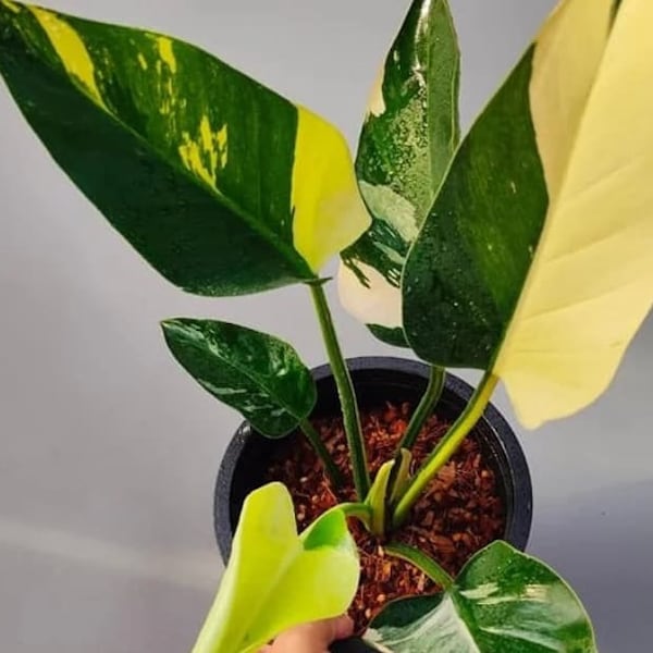 Philodendron "Green Congo" variegated TC Plantlet (Not marble) *Preorder* (3507P:2) | US-Based Seller | Rare Aroid