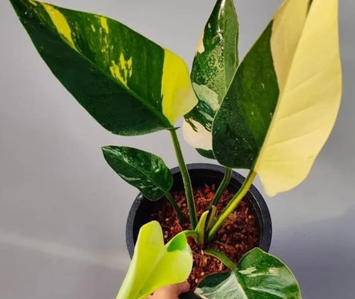 Philodendron 