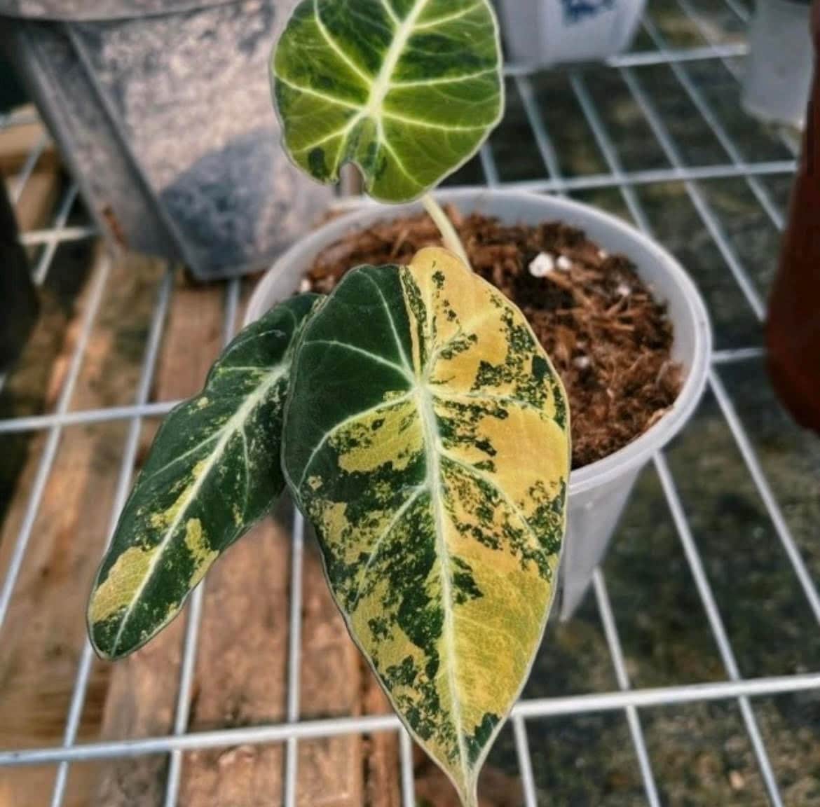 Alocasia "Black Velvet" "Aurea" variegated TC Plantlet Grower's Choice *Now In Stock* (6300P:3)
