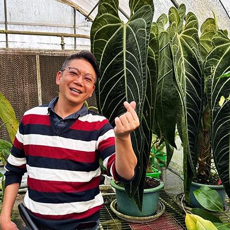 Anthurium Warocqueanum Dark Narrow - Etsy