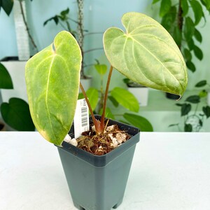 s*b様 Anthurium luxurians × Ace of Spades Anthurium Ace of Spades x Anthurium Luxurians — All The
