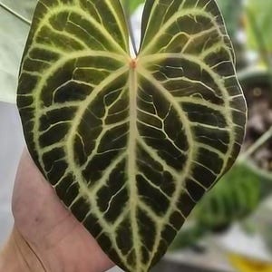 Anthurium Silver Tiger - Etsy