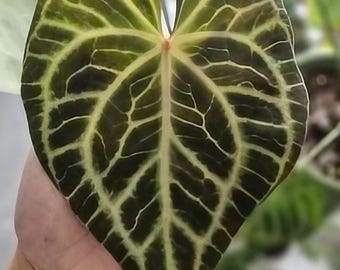 Anthurium 'red Tiger' by HU | Rare Exotic Anthurium | Mother Plant