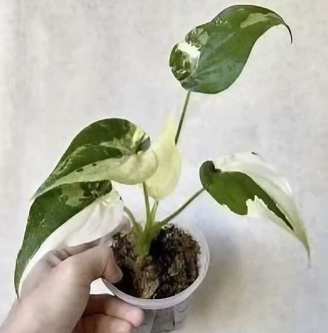 その他観葉植物 Alocasia cucullata Crinkles Variegated Buy Alocasia Cucullata Crinkles Albo Vari… | Thailand Export