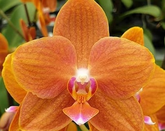 ［洋蘭原種］Phal. celebensis yellow 洋蘭原種］Phal. celebensis yellow