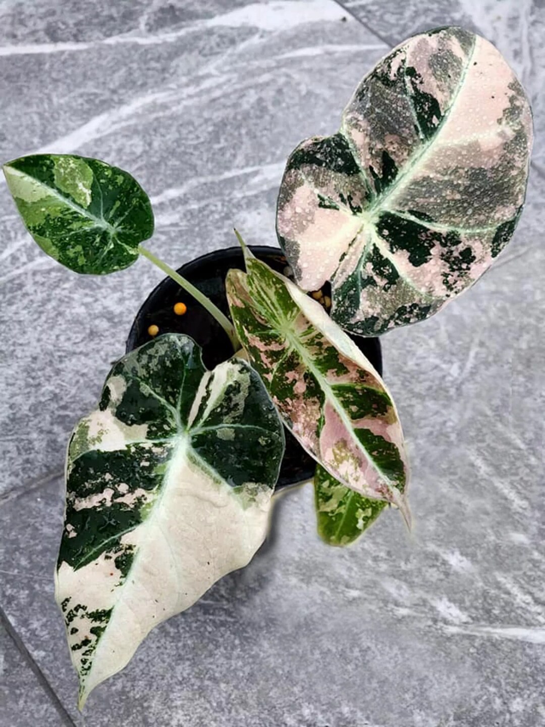 Alocasia Reginula "black Velvet Pink" Variegated TC Plantlet *preorder