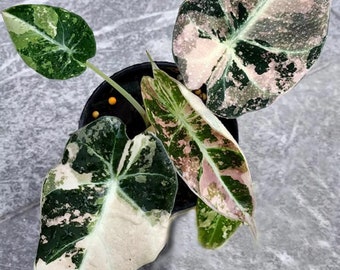 Alocasia reginula &quot;Black Velvet Pink&quot; variegated TC Plantlet Grower&#39;s Choice *Now In Stock* (6365P:3)