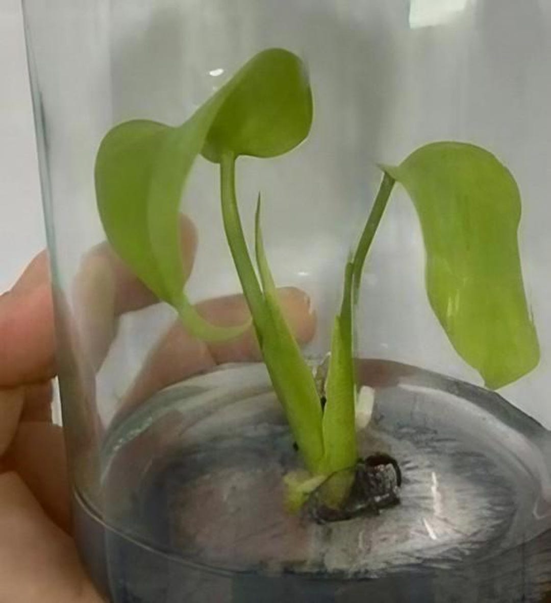S*u様 Full Variegation / モンステラ レモンライム lsw 【公式通販】