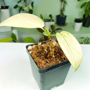 Philodendron Florida Ghost 3:E12 629 Rare Aroid Exact Plant image 1