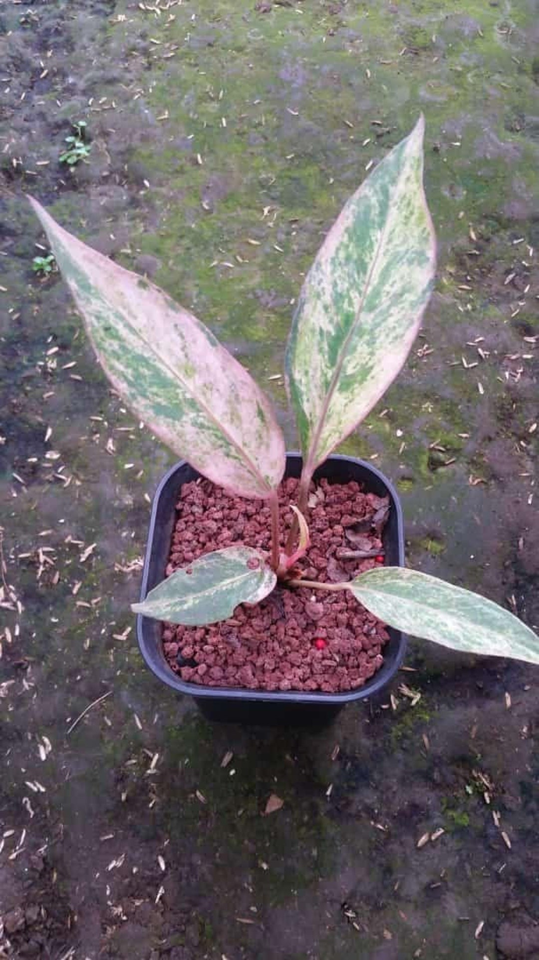 Anthurium Hookeri Black Pink Form Variegated Grower's Choice *now
