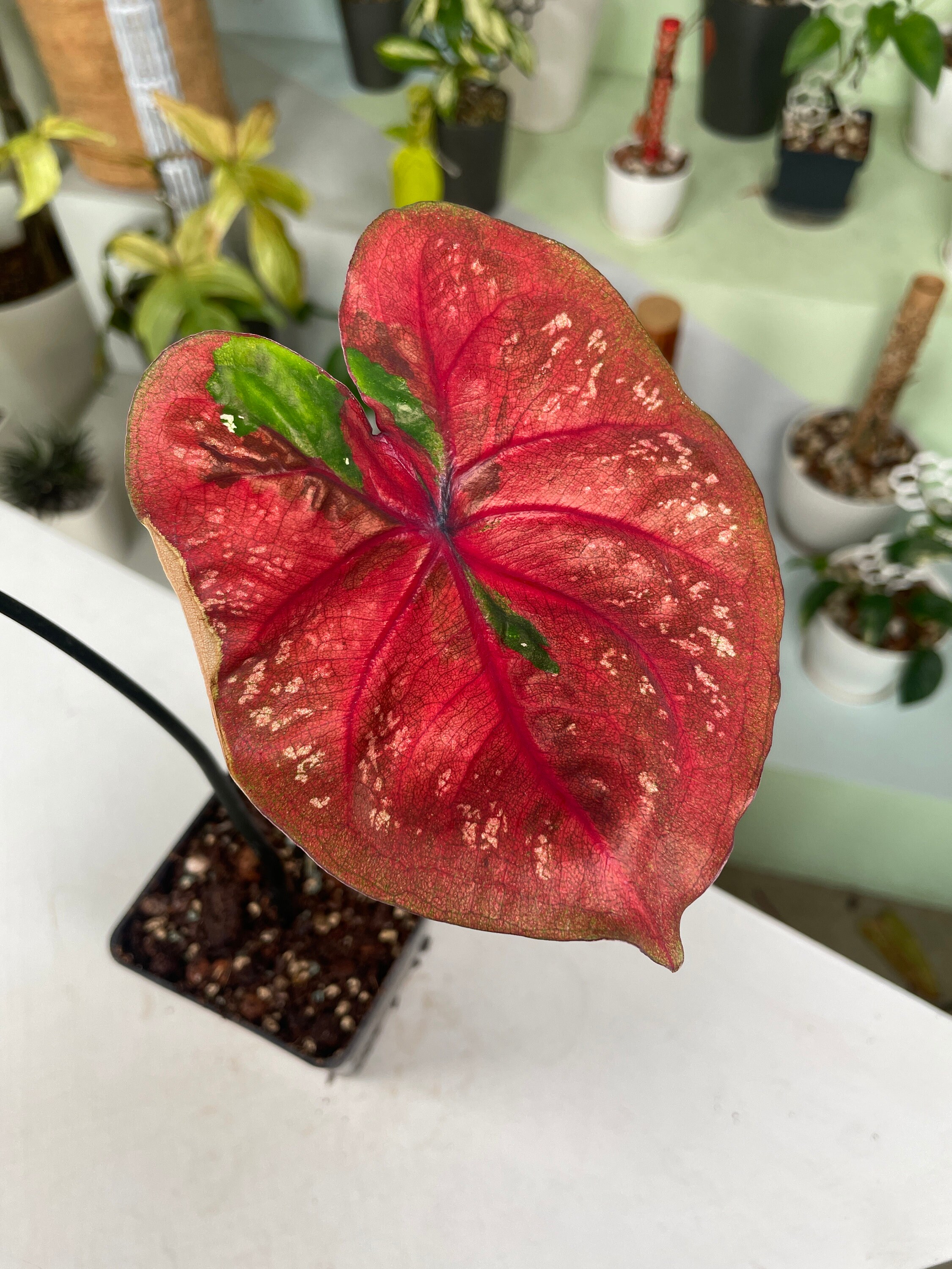 Caladium Red Beret Grower's Choice *now in Stock* (6344P:G Caladium Red Beret Grower's Choice *now in Stock* (6344P:G