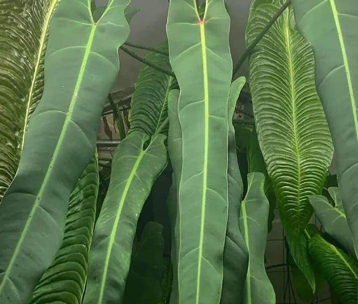 Philodendron spiritus-sancti Grower's Choice *Now In Stock* (3230P:3)