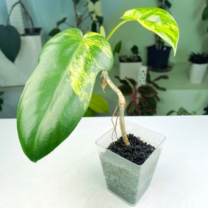 Philodendron Florida Beauty variegated 3:C5 1438 Rare Aroid Exact Plant image 1