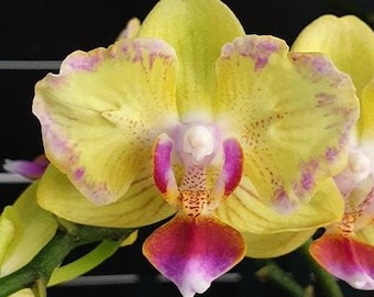 ［洋蘭原種］Phal. celebensis yellow 洋蘭原種］Phal. celebensis yellow