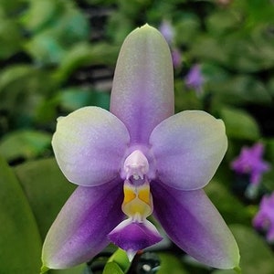 Phalaenopsis Samera var. blue sib 2.5 Grower's Choice Now In Stock 5929P:3 Rare Orchid image 2