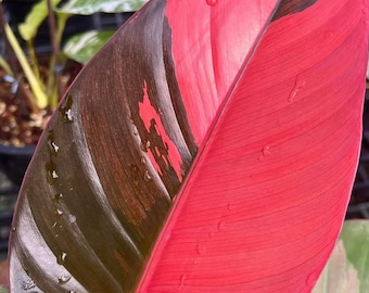 Philodendron "Red Congo" variegated TC plantlet *Preorder* (3506P:1) | US-Based Seller | Rare Aroid