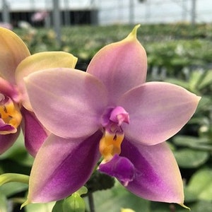 Phalaenopsis Samera var. blue sib 2.5 Grower's Choice Now In Stock 5929P:3 Rare Orchid image 3