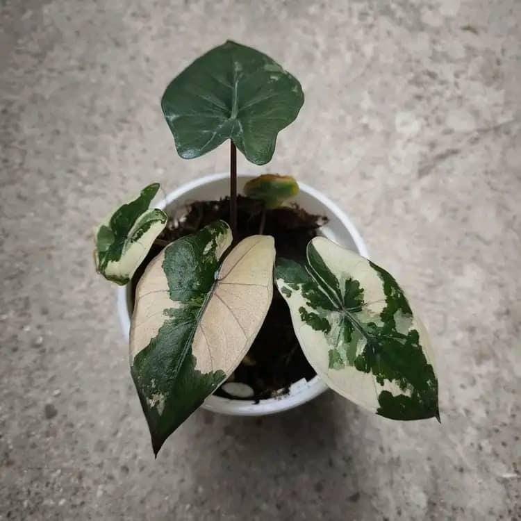 Variegated Alocasia Yucatan Princess - Etsy